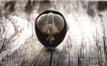 Carica l'immagine nel visualizzatore di Gallery, Anello mosca argento 925 , silver sterling fly oxidized ring collection " Arthropoda "